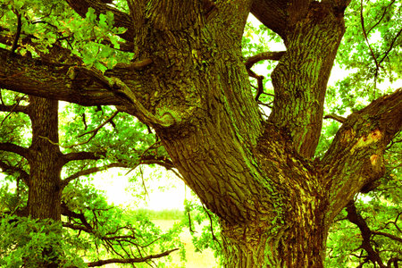 a mysterious sunny summer in old  oak forest