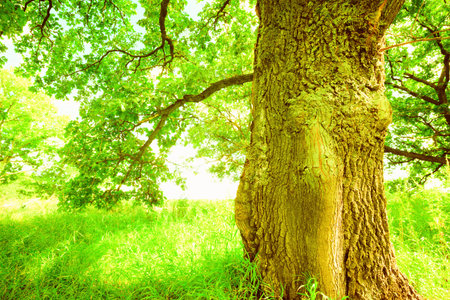 a mysterious sunny summer in old  oak forestの写真素材