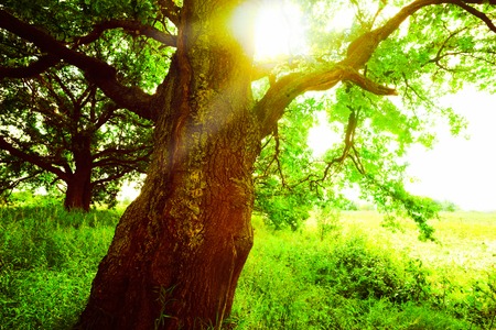 a mysterious sunny summer in old  oak forestの写真素材