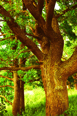 a mysterious sunny summer in old  oak forestの写真素材