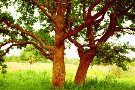 a mysterious sunny summer in old  oak forestの写真素材