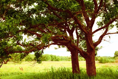 a mysterious sunny summer in old  oak forestの写真素材