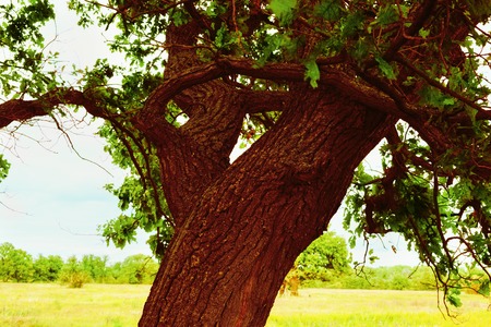 a mysterious sunny summer in old  oak forestの写真素材
