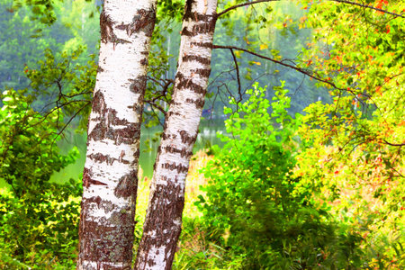 sunny forest on the shore of  lakeの写真素材