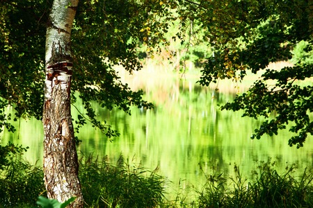 sunny forest on the shore of  lakeの写真素材