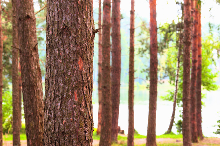 sunny forest on the shore of  lakeの写真素材