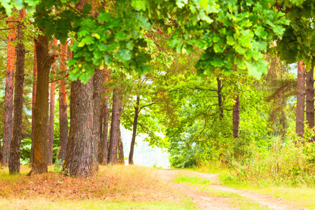 sunny forest on the shore of  lake