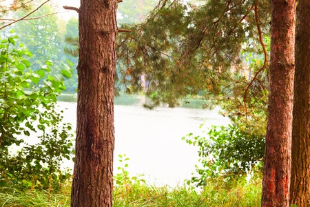 sunny forest on the shore of  lakeの写真素材