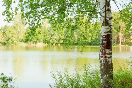 sunny forest on the shore of  lakeの写真素材