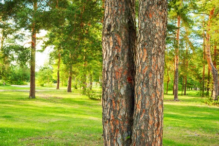 forest in sunlight in the morningの写真素材