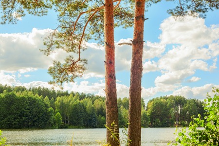 sunny forest on the shore of  lakeの写真素材