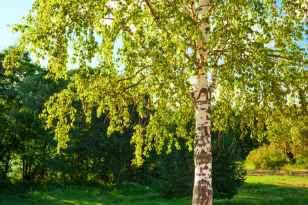 birch forest in sun rays in the morningの写真素材