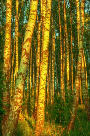 birch forest in sunlight in the morningの写真素材