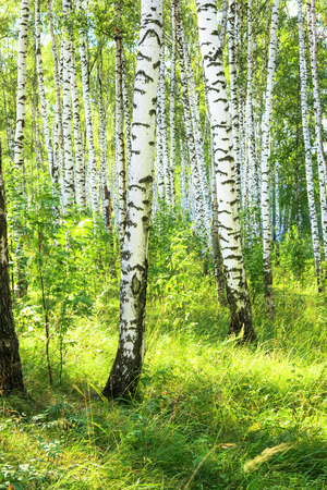 birch forest in sunlight in the morningの写真素材