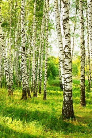 birch forest in sunlight in the morningの写真素材