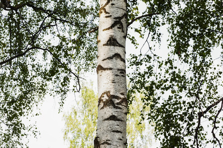 birch forest in sunlight in the morningの写真素材