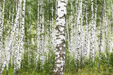 birch forest in sunlight in the morningの写真素材