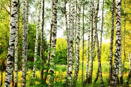 birch forest in sunlight in the morningの写真素材