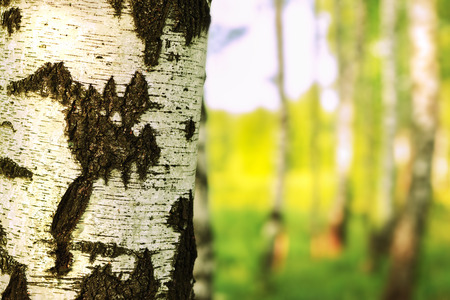 birch forest in sunlight in the morningの写真素材