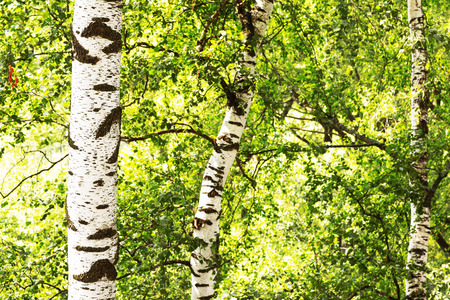 birch forest in sunlight in the morningの写真素材