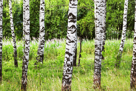 birch forest in sunlight in the morningの写真素材