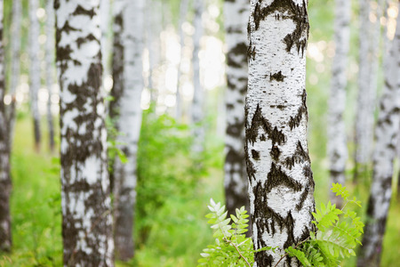 birch forest in sunlight in the morningの写真素材