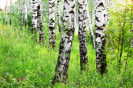 birch forest in sunlight in the morningの写真素材