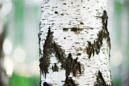 birch forest in sunlight in the morningの写真素材