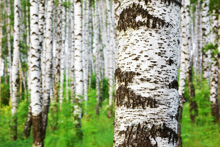 birch forest in sunlight in the morningの写真素材