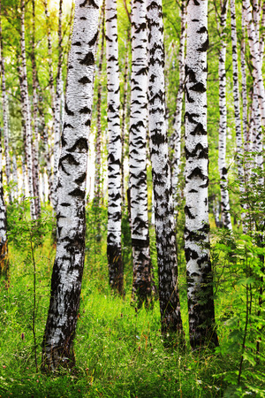 birch forest in sunlight in the morningの写真素材