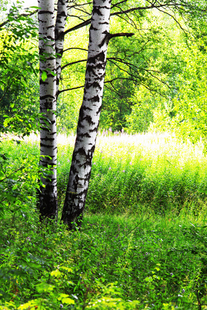 birch forest in sunlight in the morningの写真素材