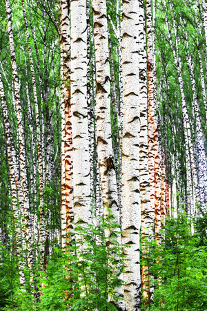 birch forest in sunlight in the morningの写真素材