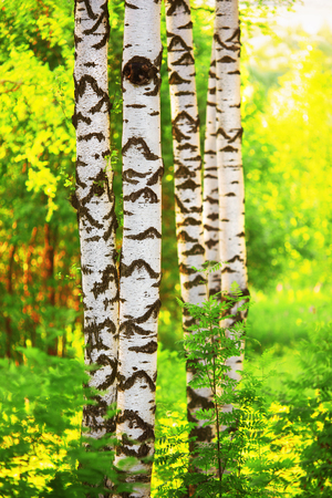 birch forest in sunlight in the morningの写真素材