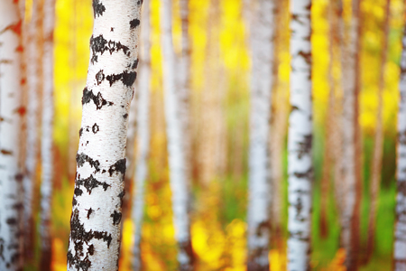 birch forest in sunlight in the morningの写真素材