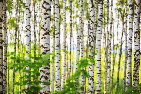 birch forest in sunlight in the morningの写真素材