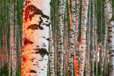 birch forest in sunlight in the morningの写真素材