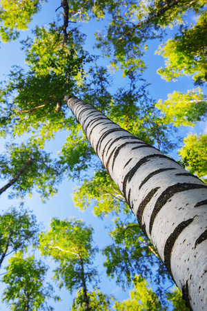 birch forest in sunlight in the morningの写真素材
