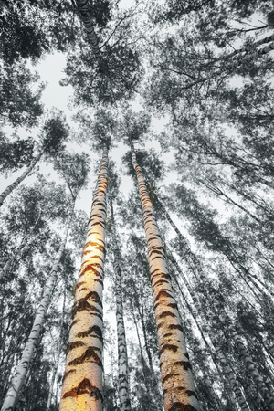 birch forest in sunlight in the morningの写真素材