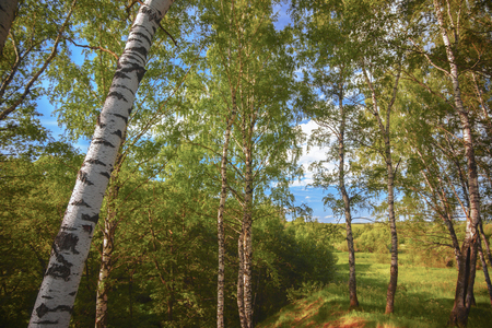 birch forest in sunlight in the morningの写真素材