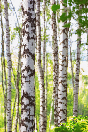 birch forest in sunlight in the morningの写真素材