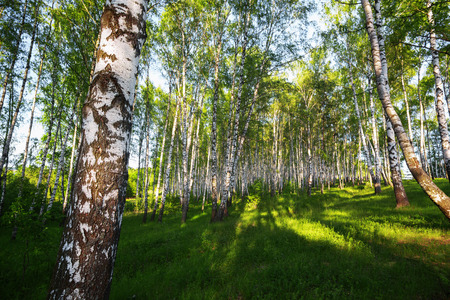 birch forest in sunlight in the morningの写真素材