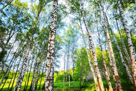 birch forest in sunlight in the morningの写真素材
