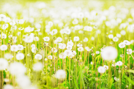 beautiful dandelions on a sunny spring meadowの写真素材