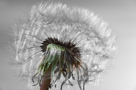 White fluffy dandelion.Closeup,macro,selective focus.の写真素材
