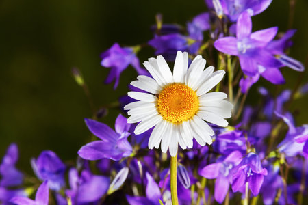 Daisy camomile flower.Chamomile field flowers border. Beautiful nature scene. Alternative medicine Spring Daisy. Summer flowers. Beautiful meadow. Summer backgroundの写真素材