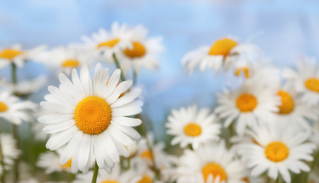Chamomile flowers field wide background in sun light..Daisies background. Beautiful nature scene.  Daisies sky. Daisy  close-up . Beautiful meadow. Summer background.Chamomile field.の写真素材