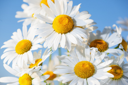 Chamomile against the skyy. A beautiful scene of nature with blooming  Chamomile. Chamomile Spring floral sky landscape. Summer daisy.の写真素材