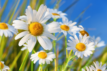 Chamomile flowers field  in sun ligh. Chamomile close-up .Daisies background. Beautiful nature scene. Summer background.Chamomile field. Beautiful meadow.の写真素材
