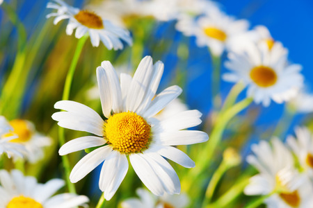 Chamomile against the sky. A beautiful scene of nature with blooming  Chamomile. Chamomile Spring floral sky landscape. Summer daisy.の写真素材