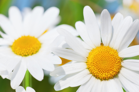 Chamomile flowers field  in sun ligh. Chamomile close-up .Daisies background. Beautiful nature scene. Summer background.Chamomile field. Beautiful meadow.の写真素材